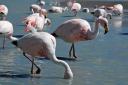 Flamingos_k.jpg